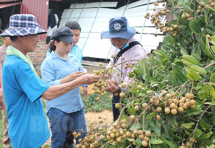 Four export longan growing area codes granted